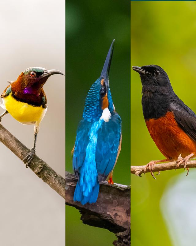 Species Diversity