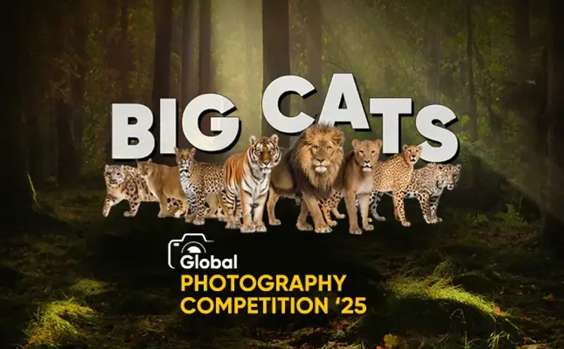 Global Big Cats Photography Competition '25