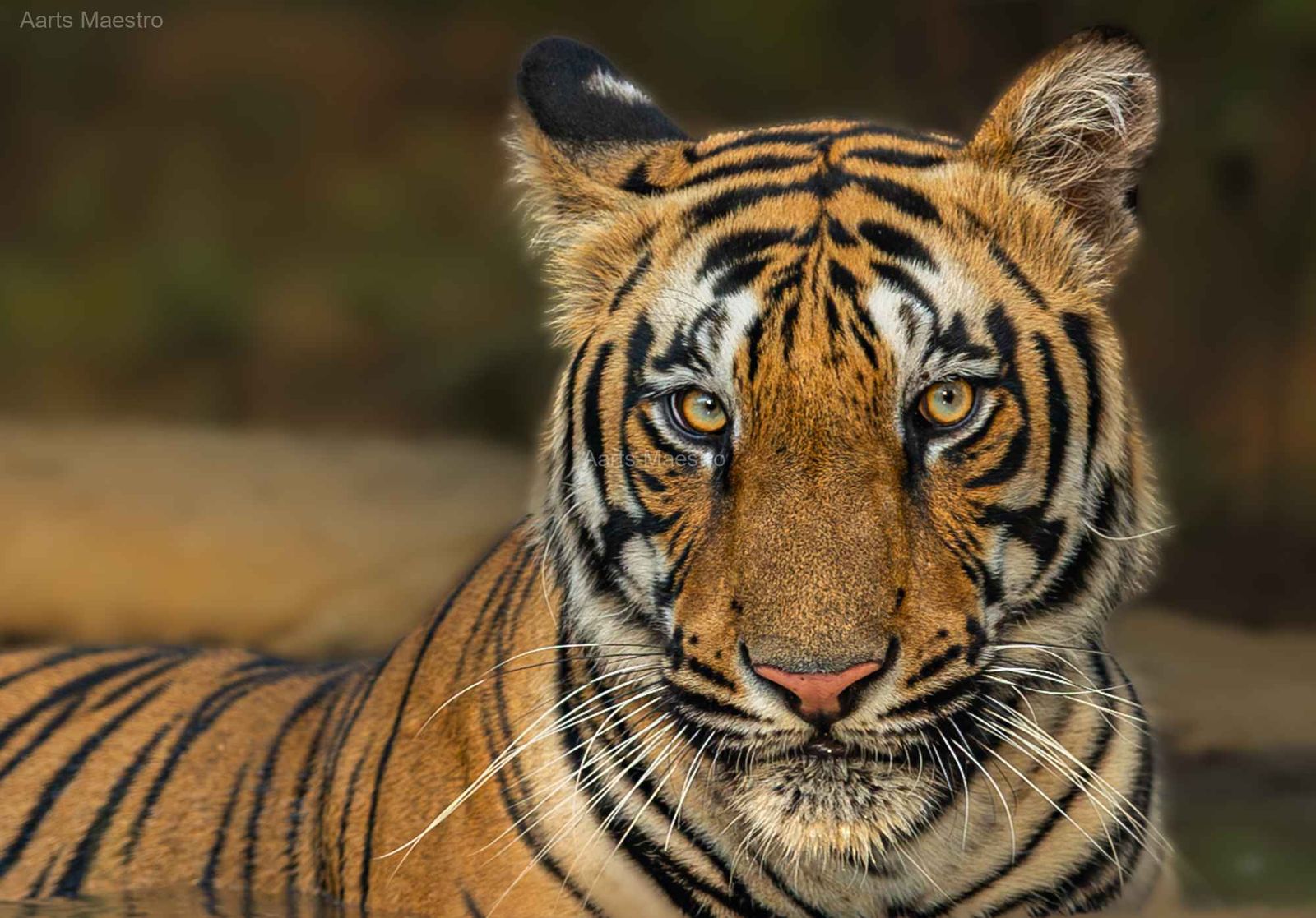 WHEN EYES MET - Image 1