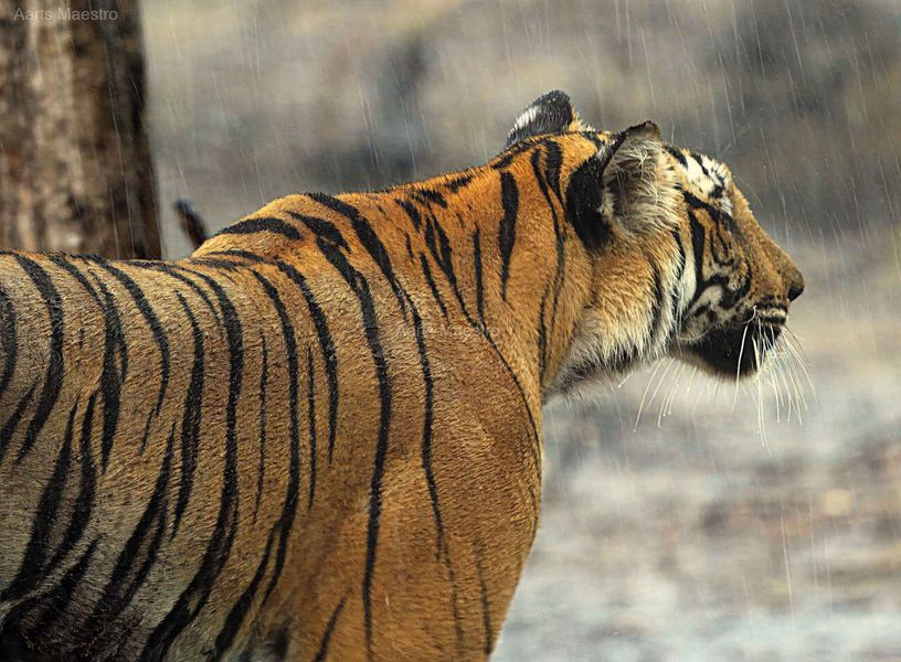 Magge the Tigress of Kabini by Madhu | Aarts Maestro