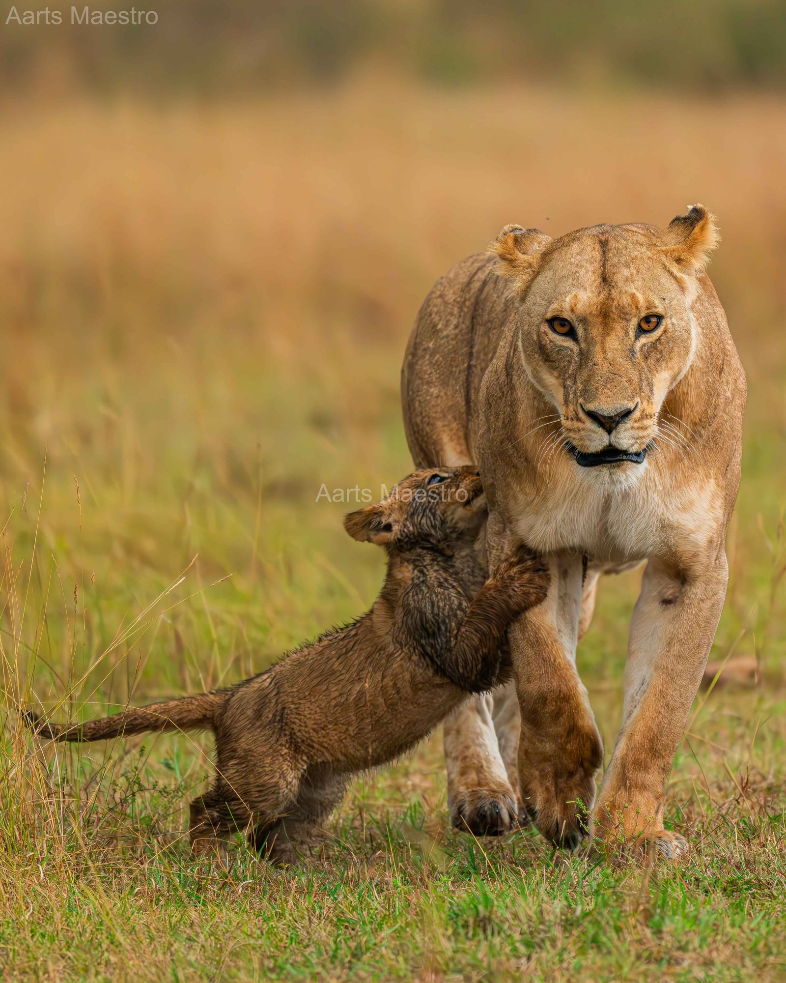Motherhood at Savannah - Image 1