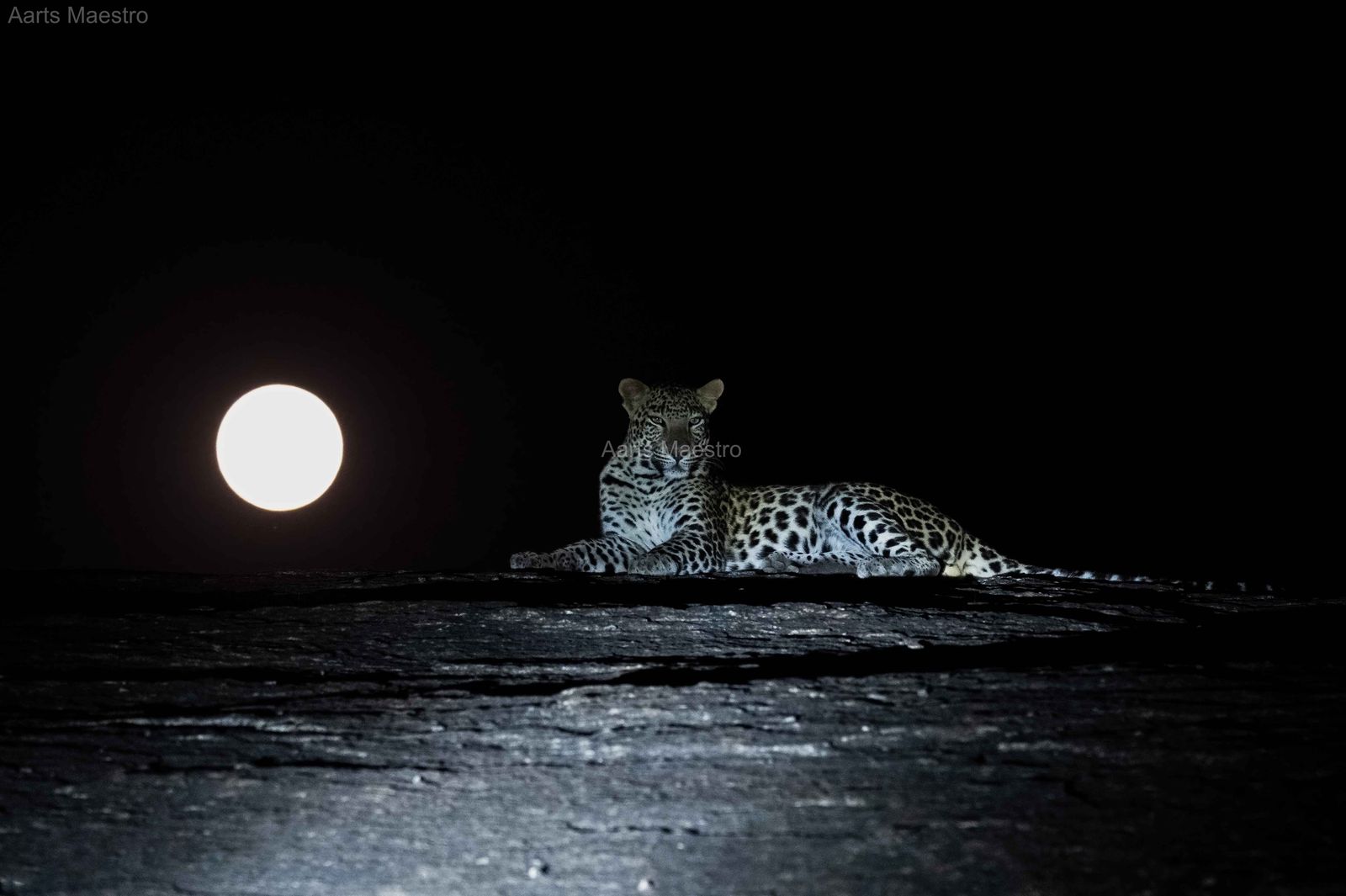 Posing with Full Moon