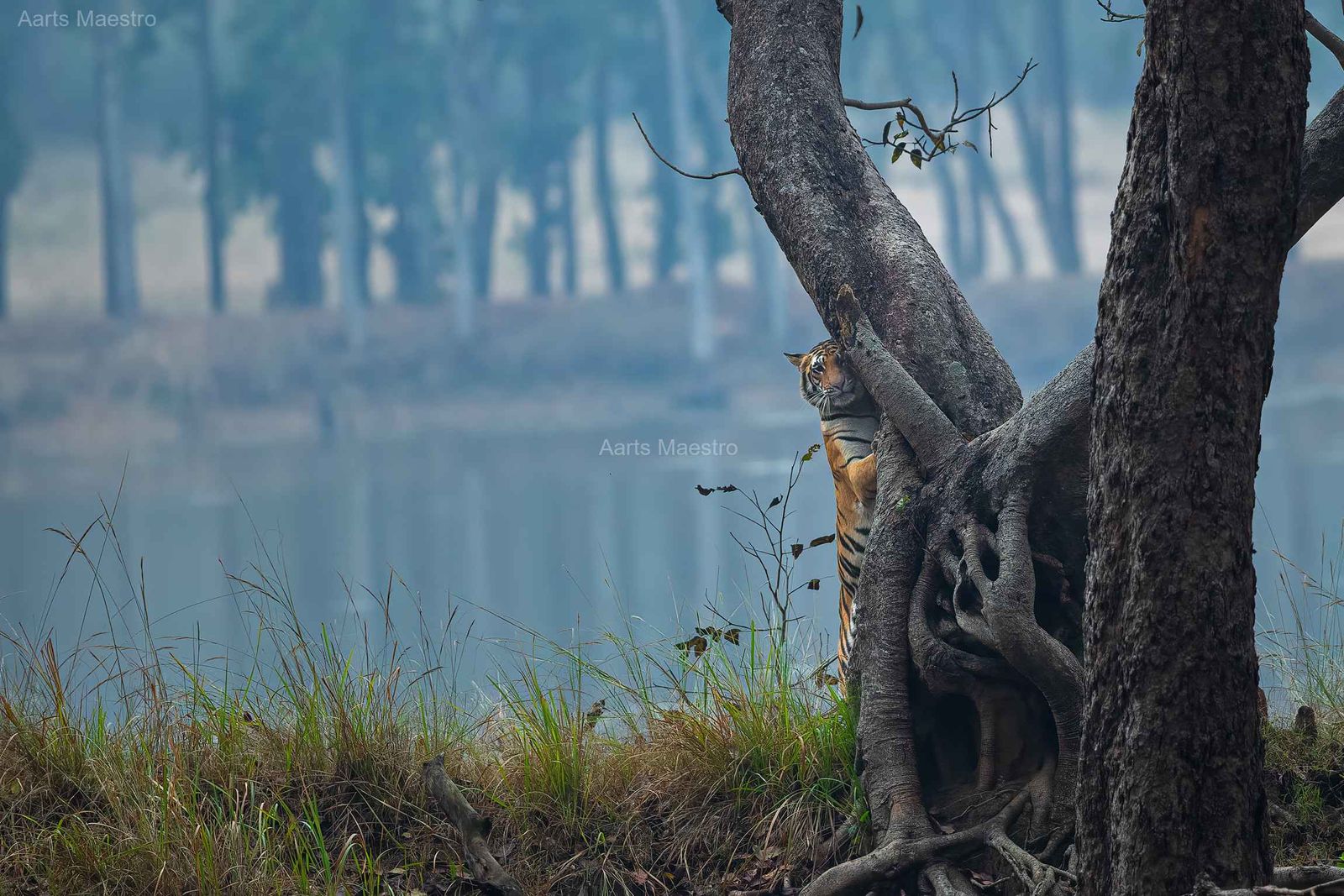 Peek a Boo - Image 1