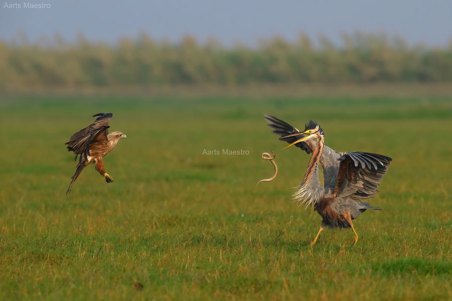 Battle of Scales and Feathers !! by Mathuria | Aarts Maestro