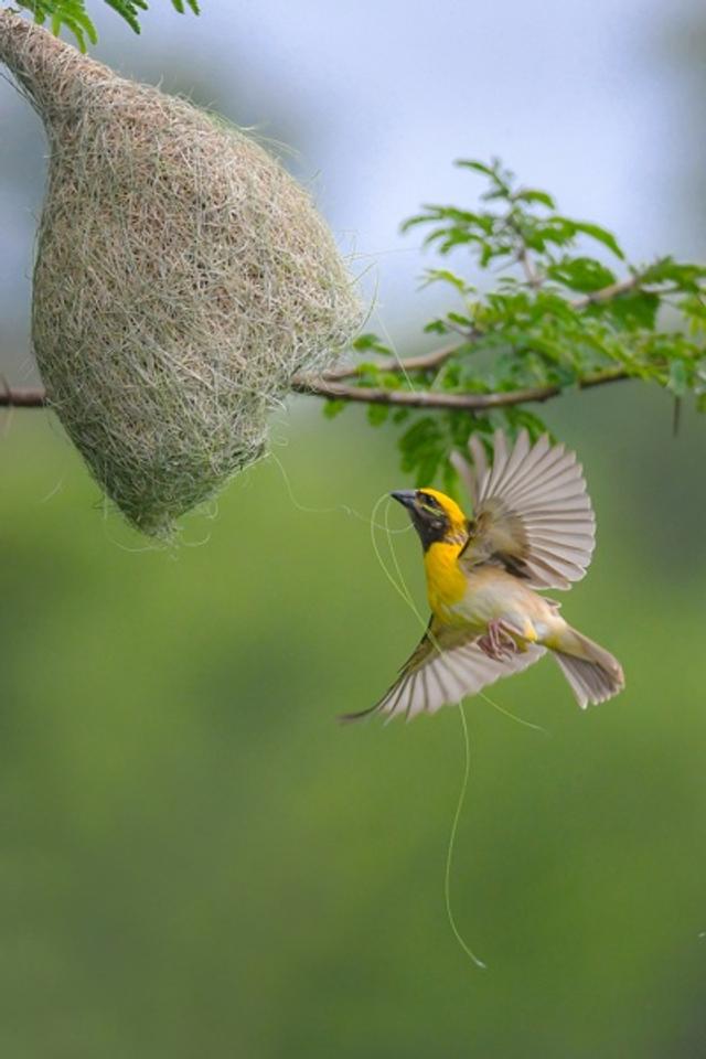 Nature's Architect at Work