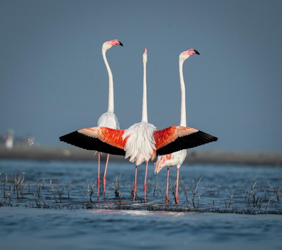 Flamingo Camaraderie