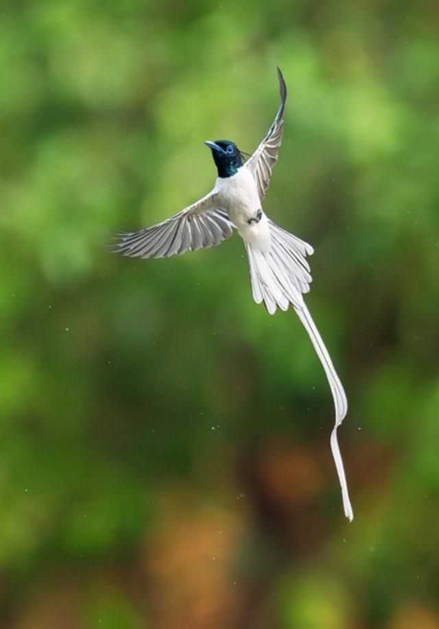 Birds in Flight