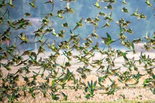 A whirlwind of wings!