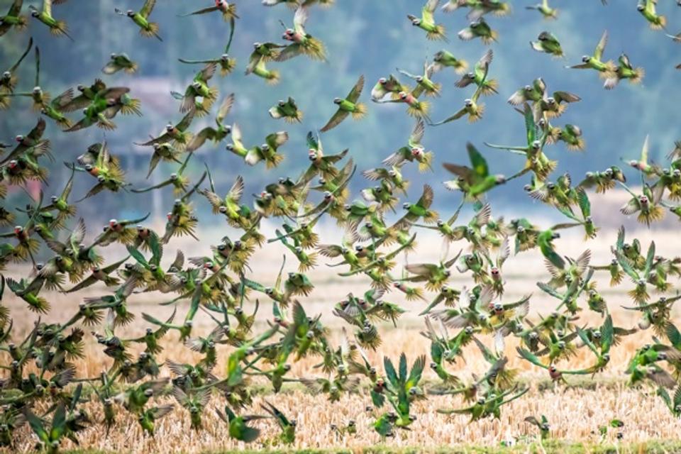 A whirlwind of wings!