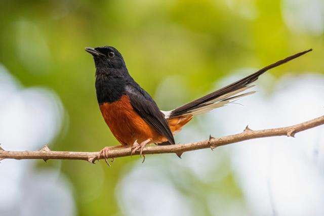 The Elegant Sentinel White Rumped Shama in Focus