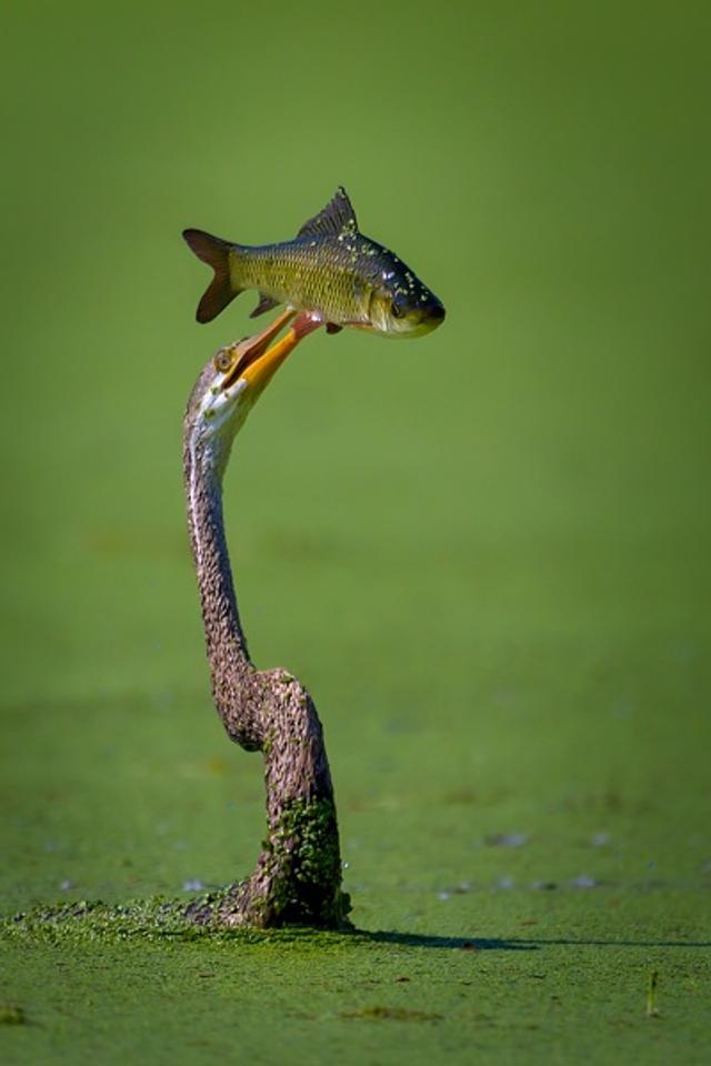 the big catch