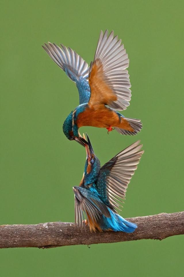 Bird Behaviour