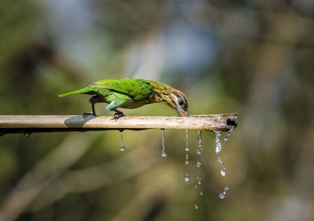 Birds in Habitat