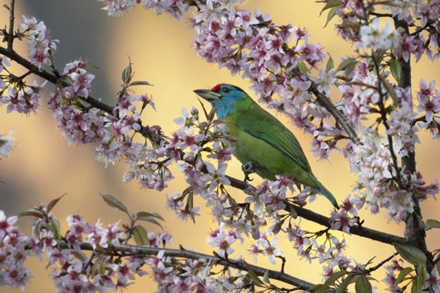 The Jewel of the Canopy Blue Throated Barbet in Blossoms