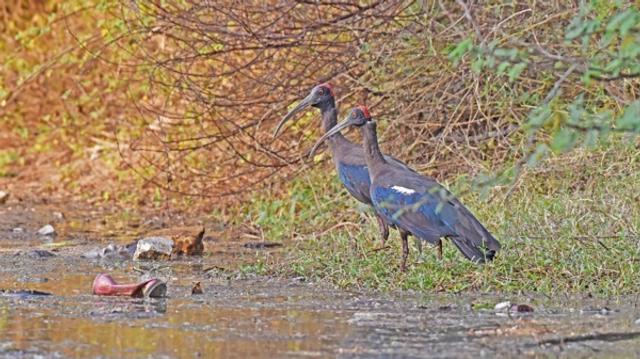 Bird Conservation