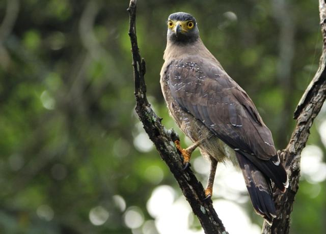 Majestically Perched