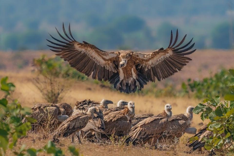 Roadside Assembly Capturing the Griffon Vultures Gathering