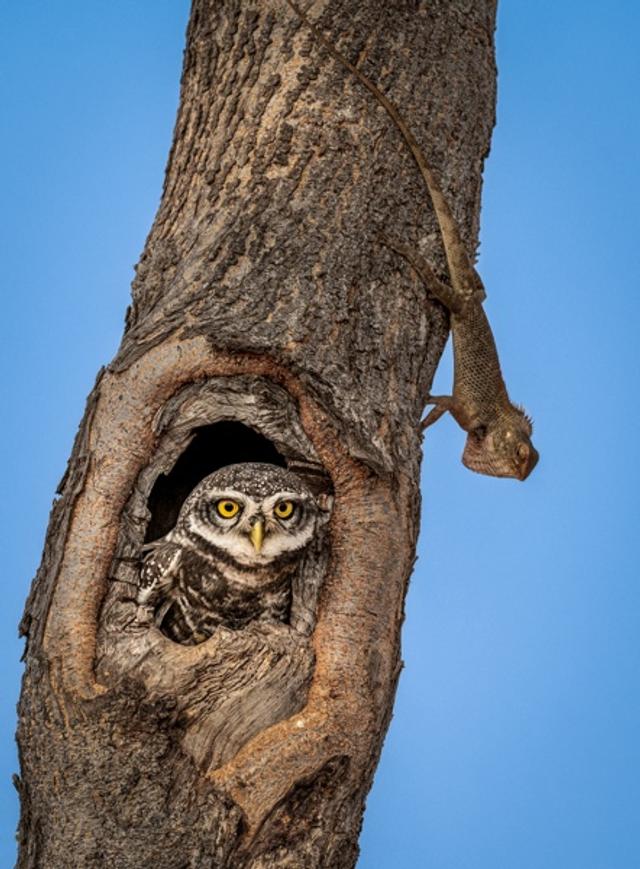 Owls Den