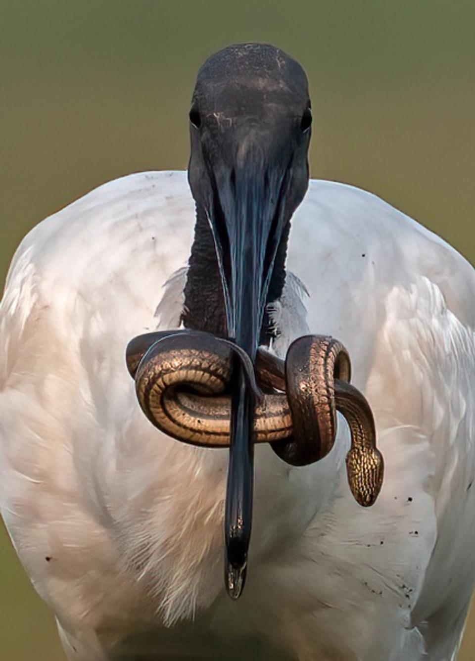 The Triumphant Catch Black Headed Ibis with Snake