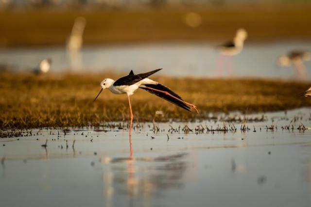 Yoga pose of Black winged stilt