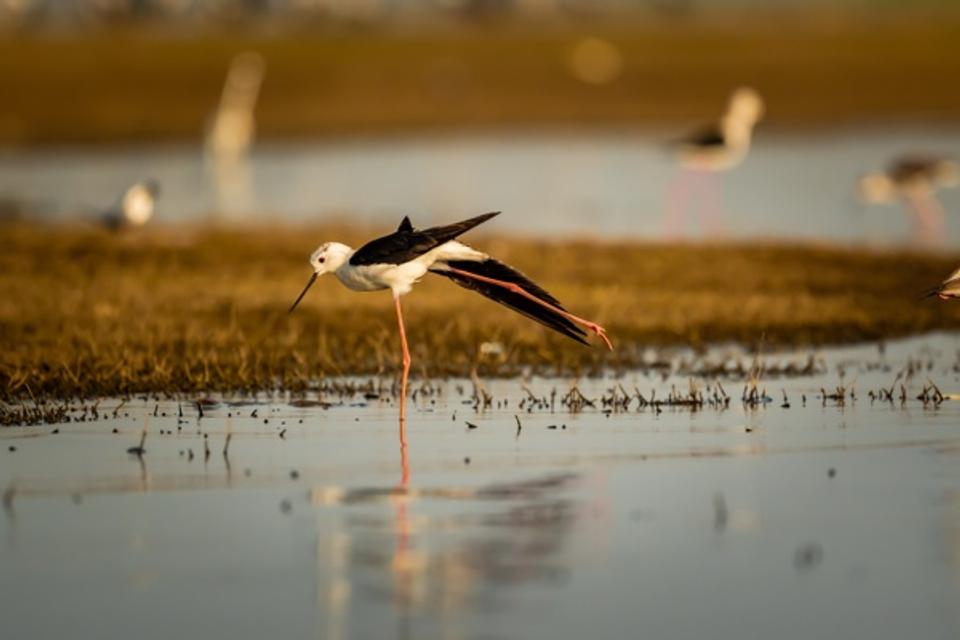 Yoga pose of Black winged stilt