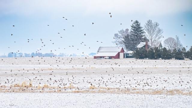 A Blanket of White, A Cloud of Birds