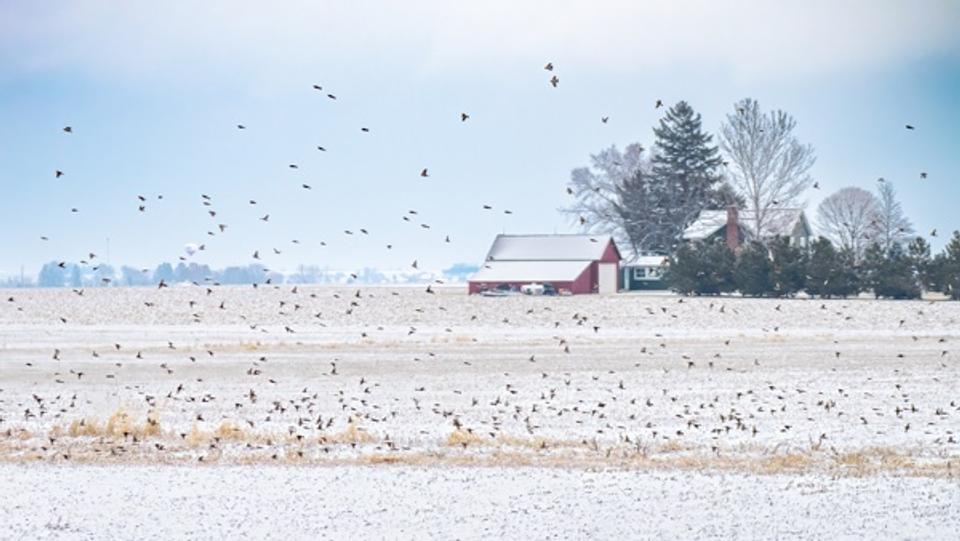 A Blanket of White, A Cloud of Birds
