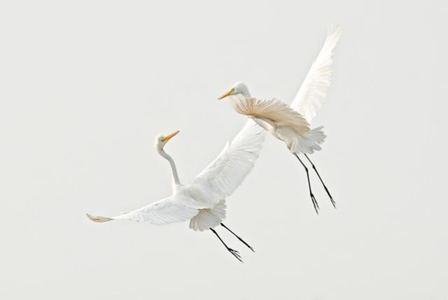 Fight in Flight