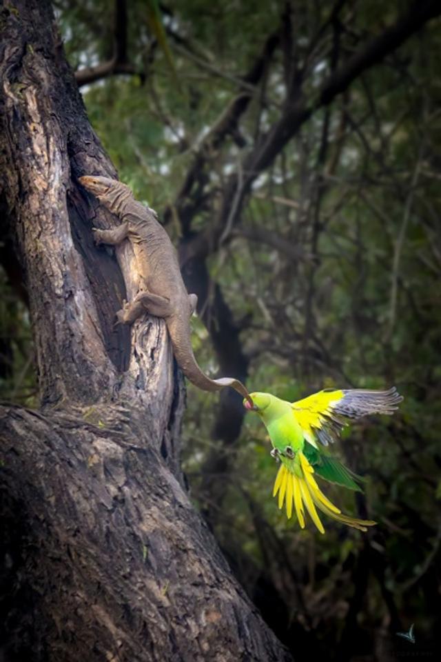 The Biting Tail