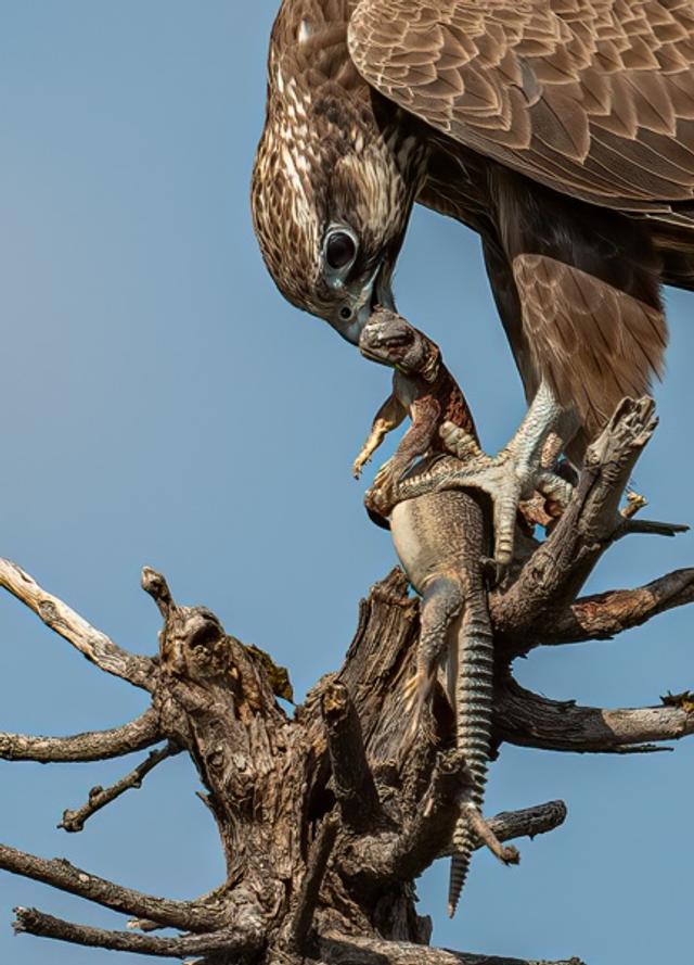 The Victorious Hunter Laggar Falcon with Its Prey