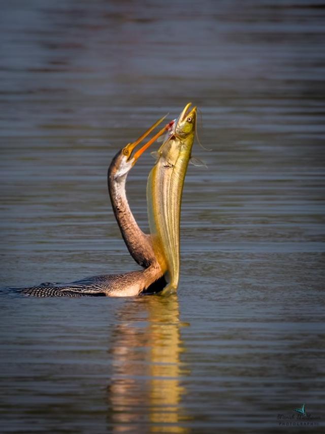 darter with big size fish