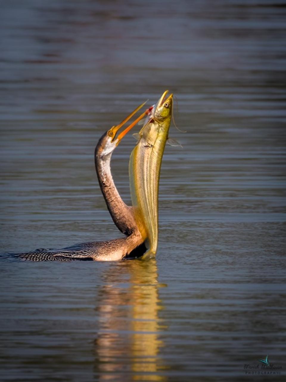 darter with big size fish