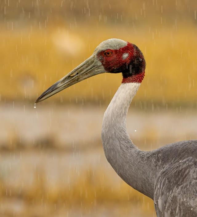 Bird Close-ups