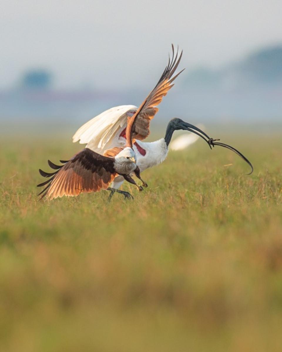 Feathered Fury