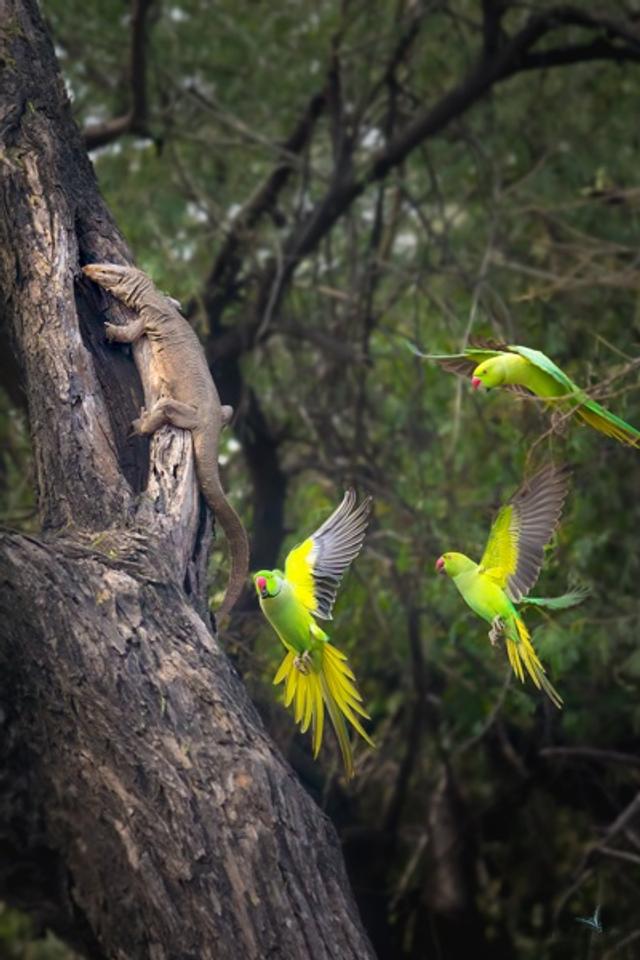 parakeet attack on monitor lizard