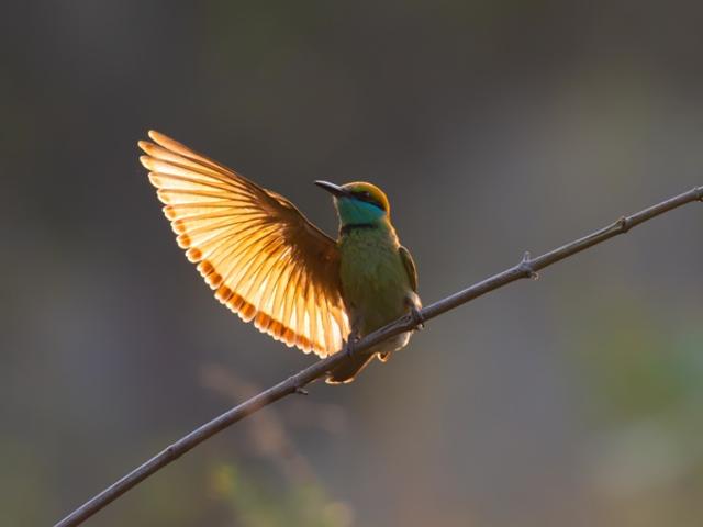 Golden Hello