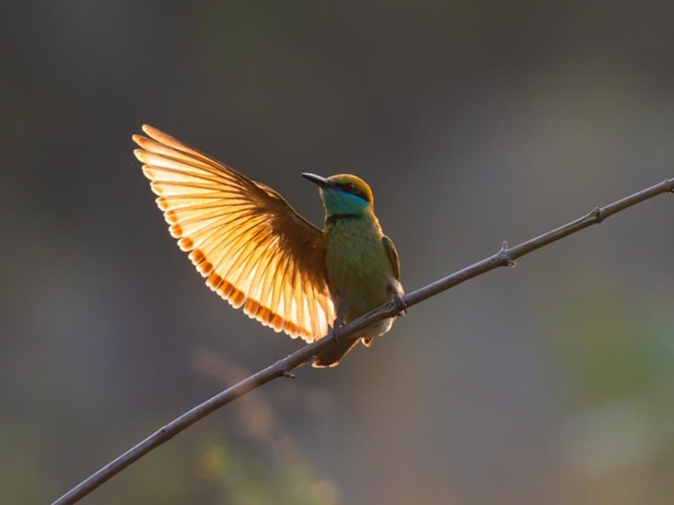 Golden Hello