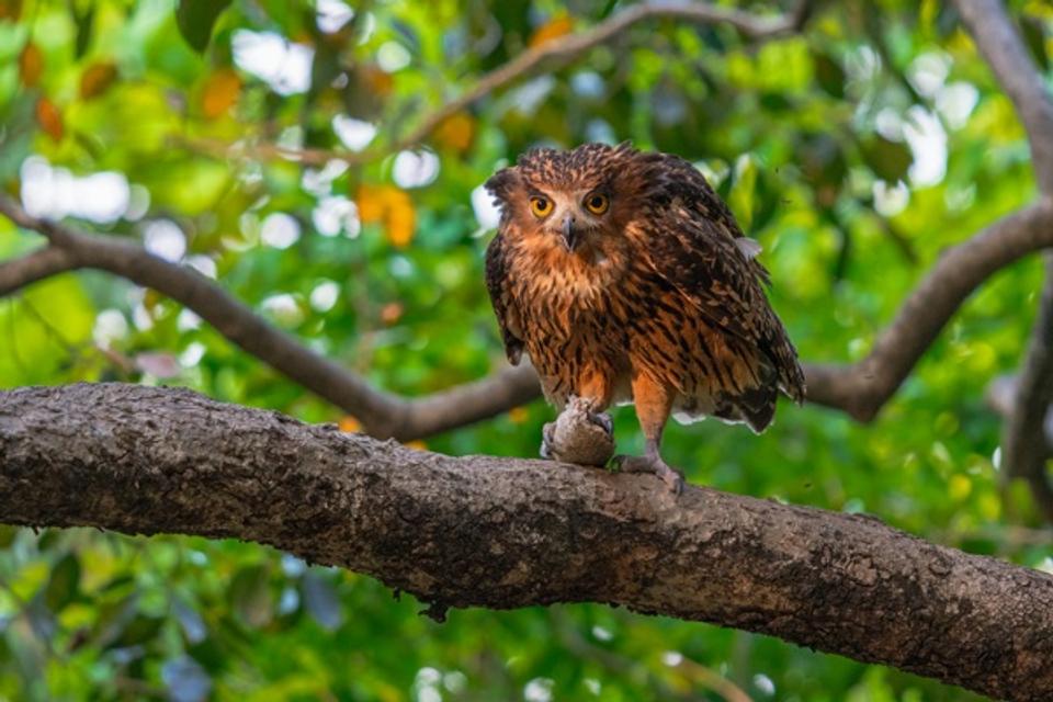Golden Hour The Tawny Fish Owls Spectacular Hunt
