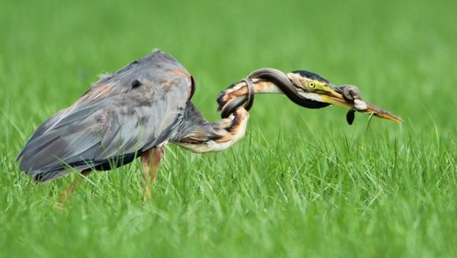 Fight for Survival