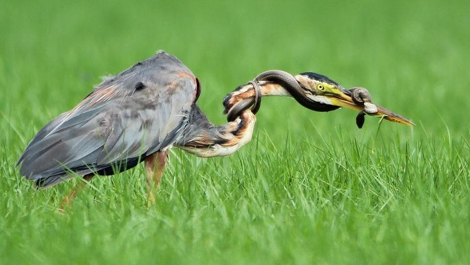 Fight for Survival