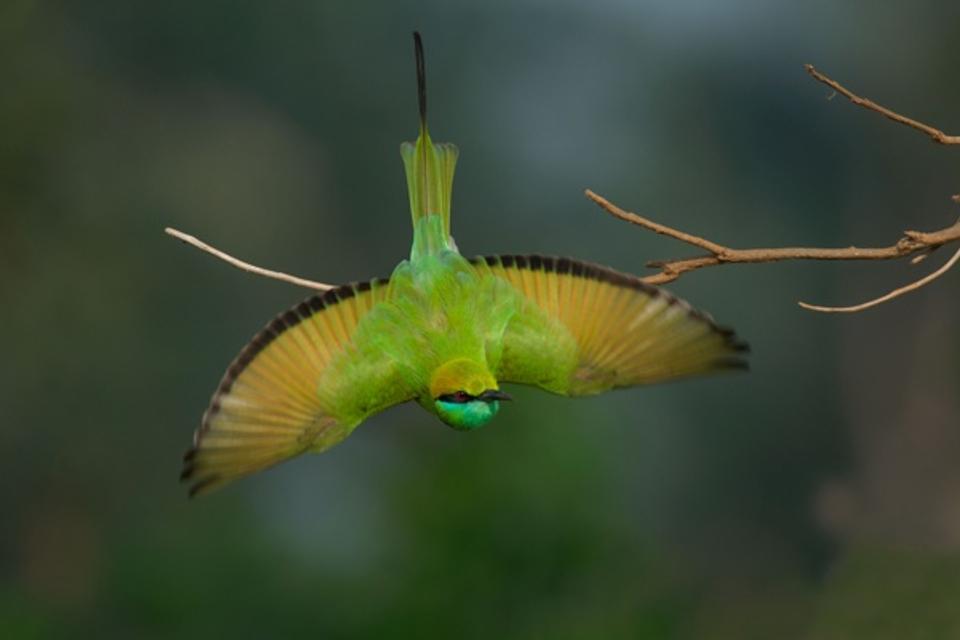 Wings of Freedom