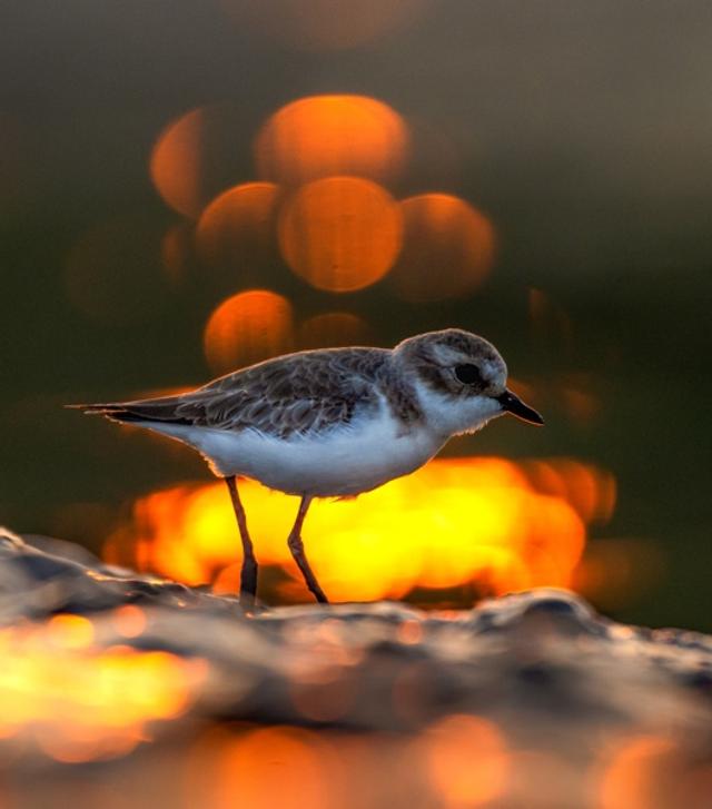 Bird Portraits