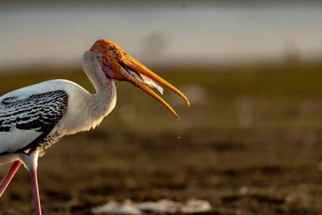 Closeup of painted stork with a catch
