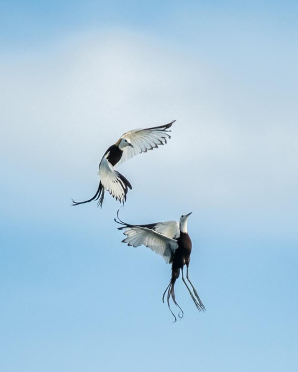 Flying angels