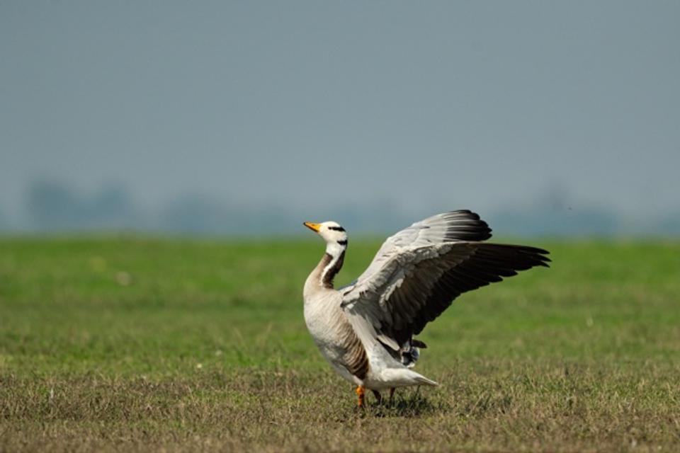 Fluttering of Bar headed Goose