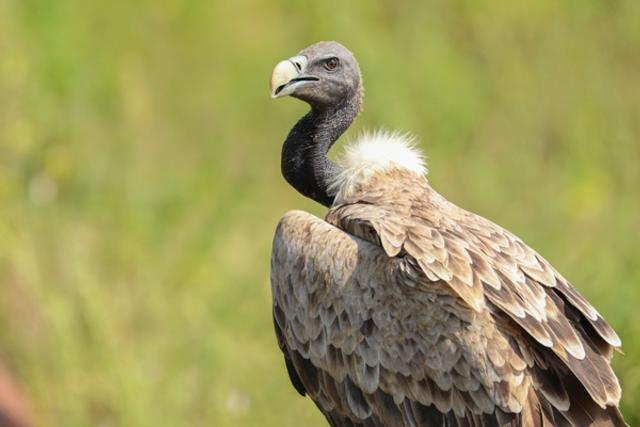 Rare or Endangered Birds