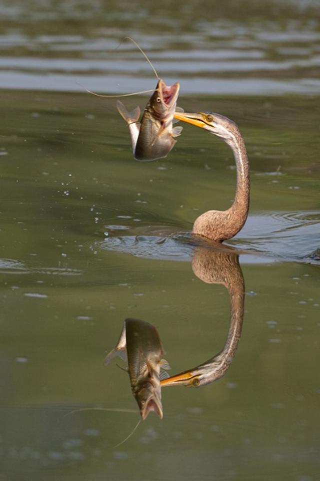 Darter with Reflection