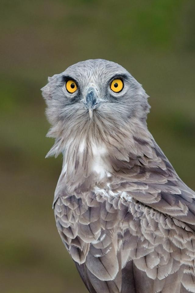 Eyes Of The Predator