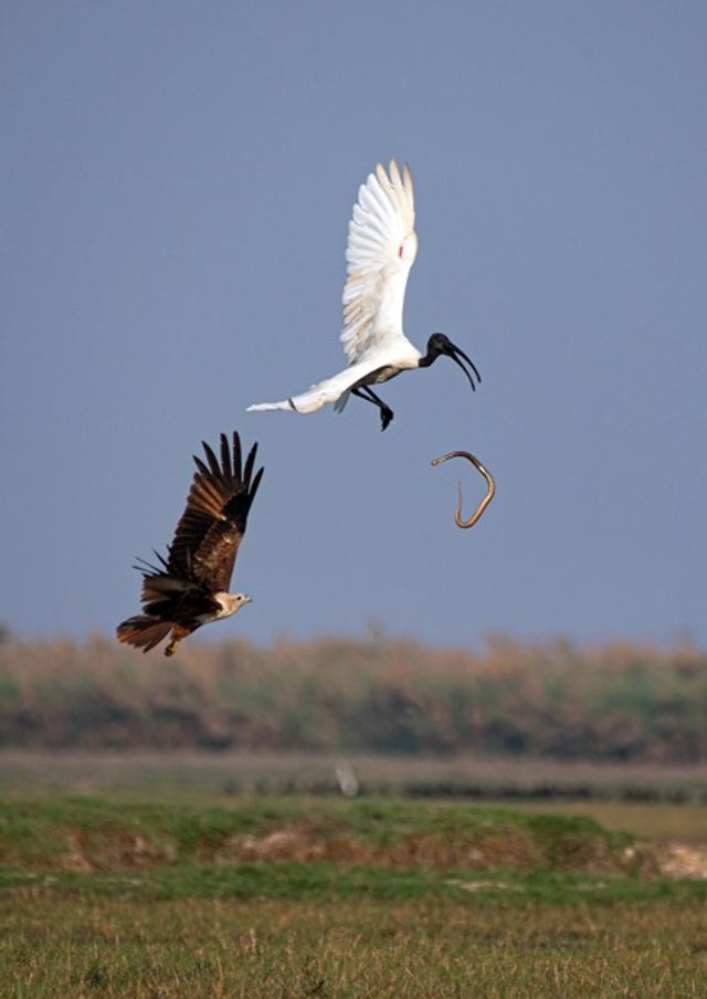 Three Species in the Sky