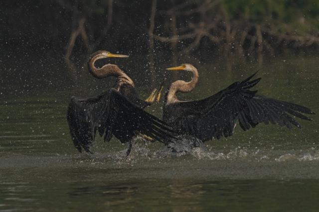 Darter Showdown  A Rare Moment of Territorial Tension
